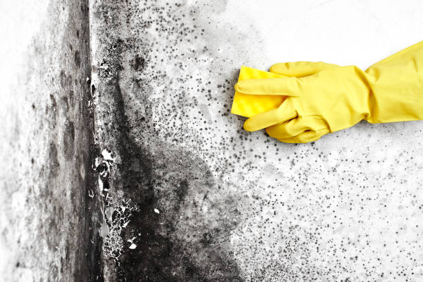 Best Mold Remediation for Specific Building Types in Byhalia, MS