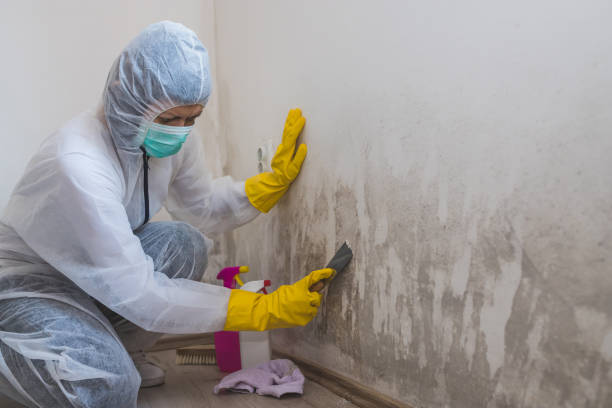 Best Kitchen Mold Remediation in Byhalia, MS