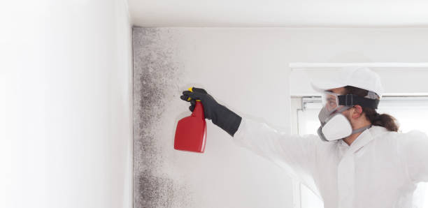 Best Mold Testing and Inspection Services in Byhalia, MS