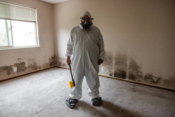 Professional Mold Remediation in Byhalia, MS